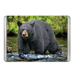 American Black Bear Minipix Puzzle| Outlet