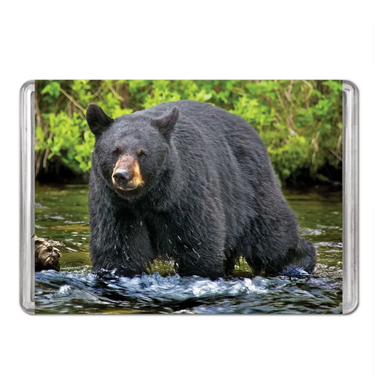 American Black Bear Minipix Puzzle| Outlet