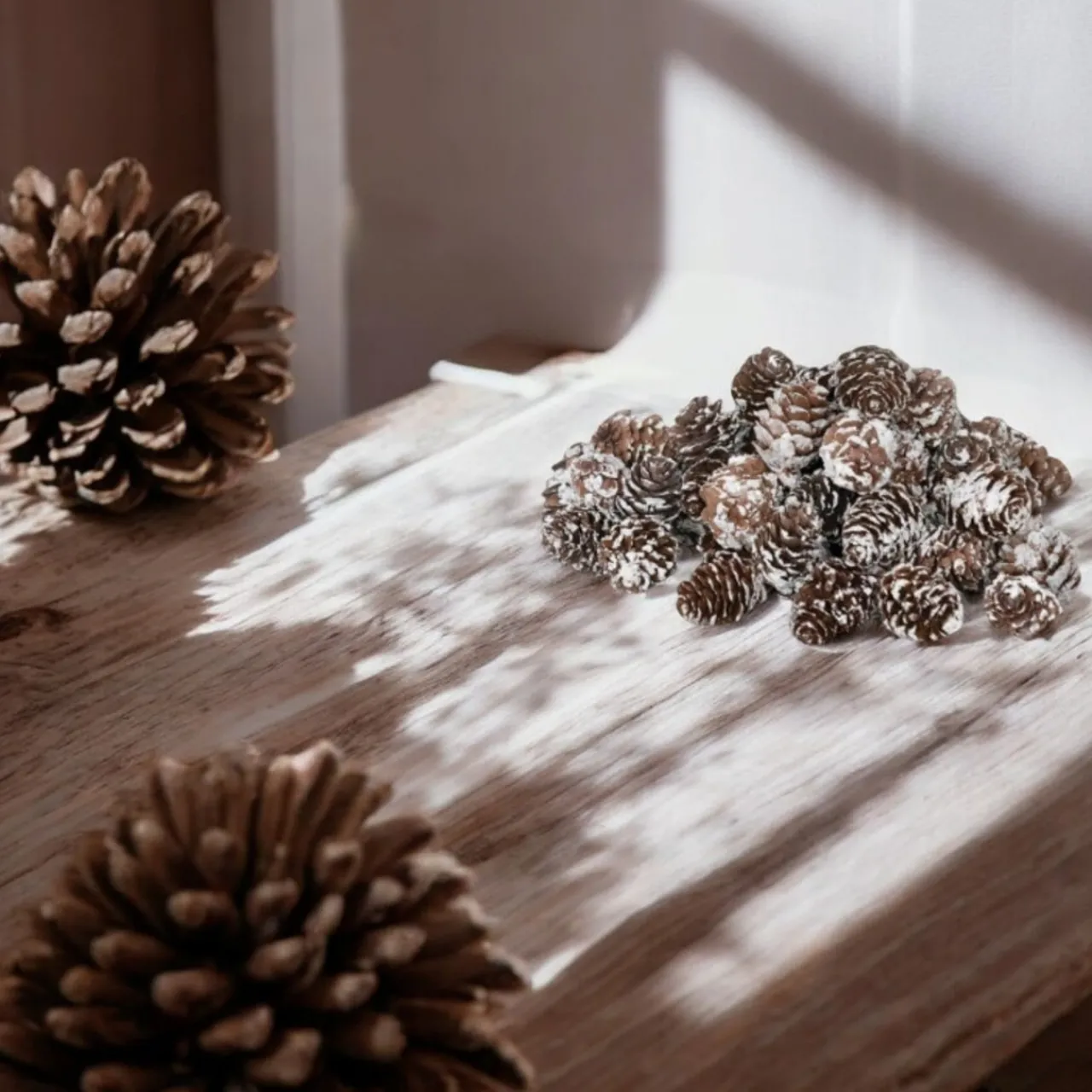 Dried Natural Snow Finish Pinecones in Bag| Best