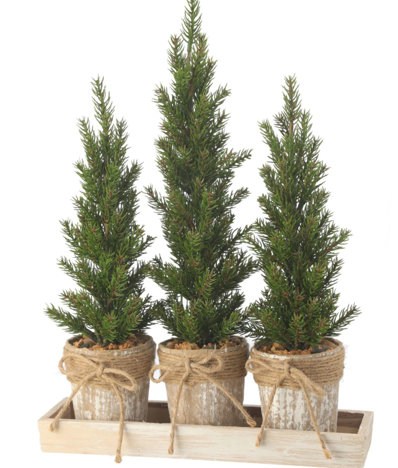 Triple Potted Pine Seedling Tray| Discount