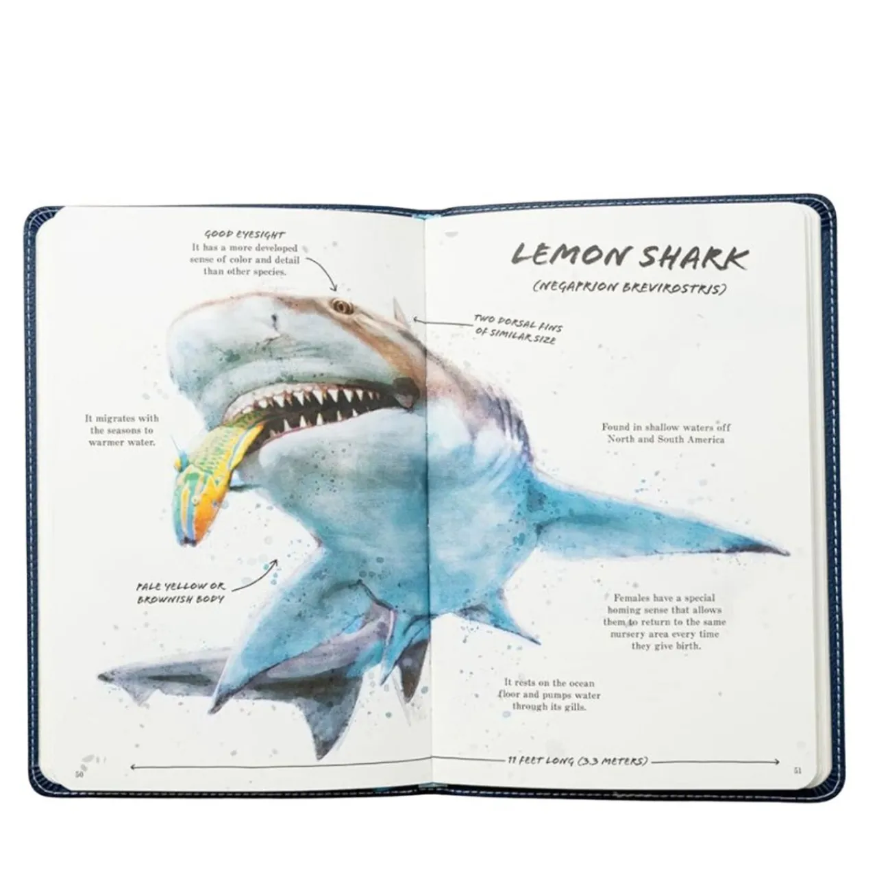 Ultimate Shark Field Guide| Clearance